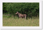 4 hirvi  moose 3553 * 900 x 600 * (470KB)